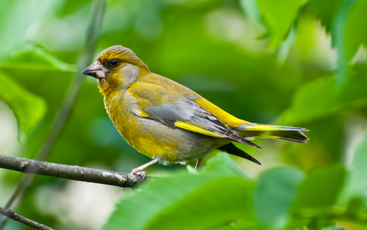 Птицы с желтым оперением фото