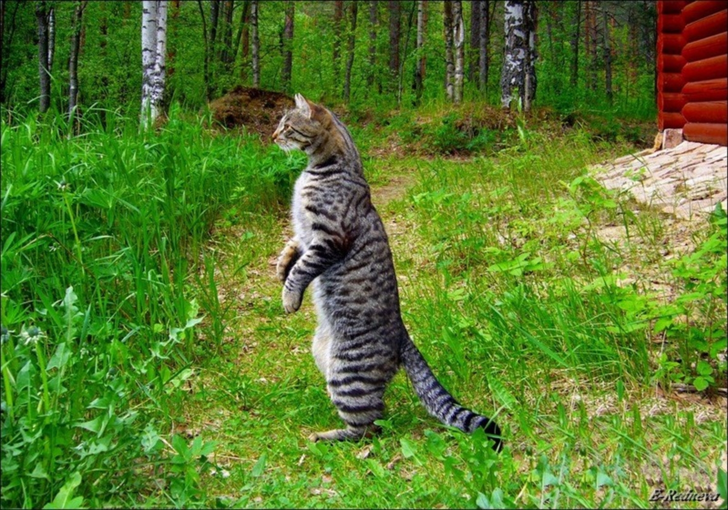 Где найти прикол. Котик стоит на задних лапах. Кот стоит. Кот в огороде. Стоячий кот.