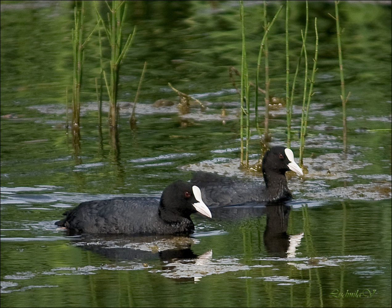 Водоплавающие птицы санкт петербурга фото