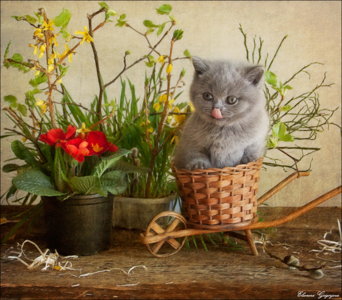 Открытка кот с цветами. Весенние котята. Котенок в цветах.