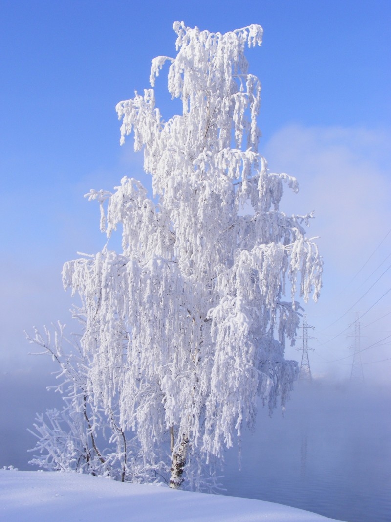 Фото белой березы