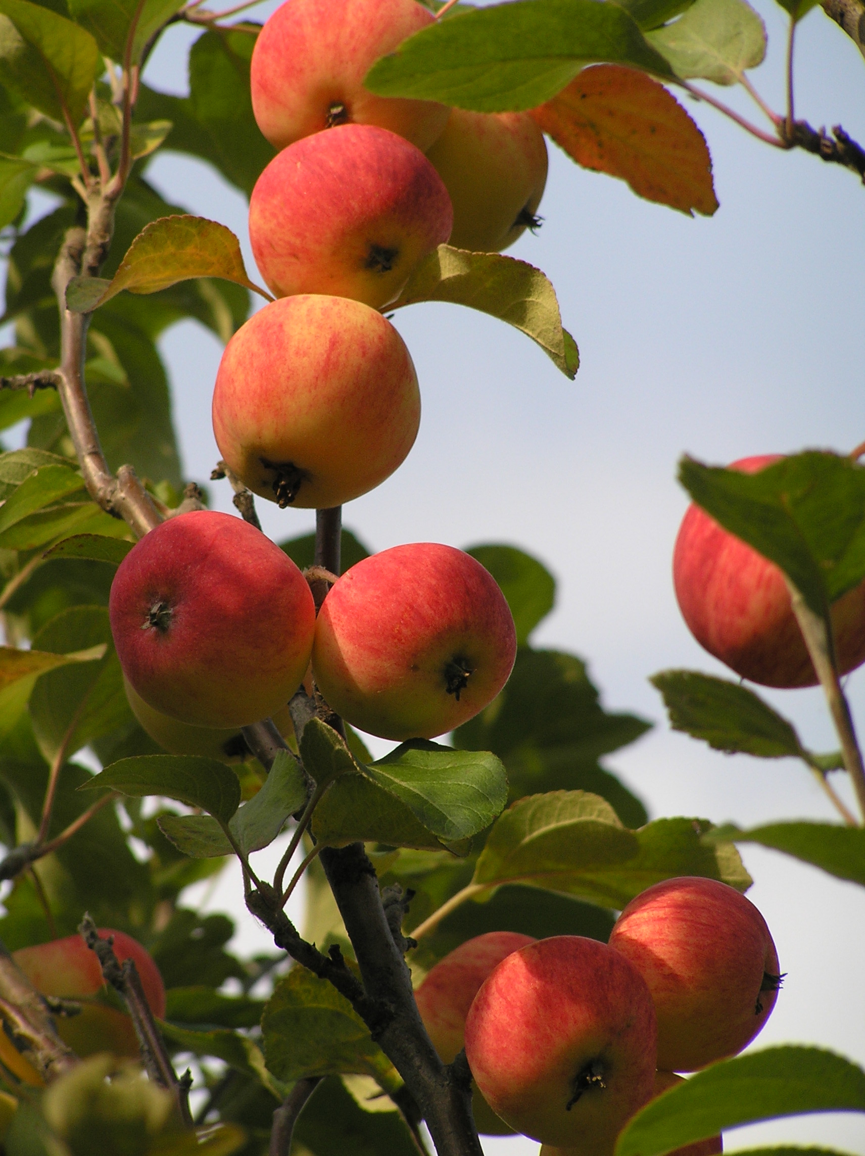 райские яблочки фото