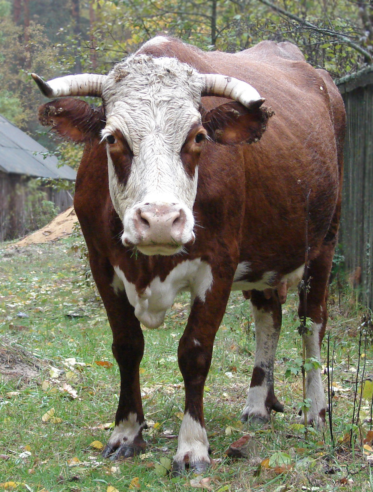 Фото старой коровы