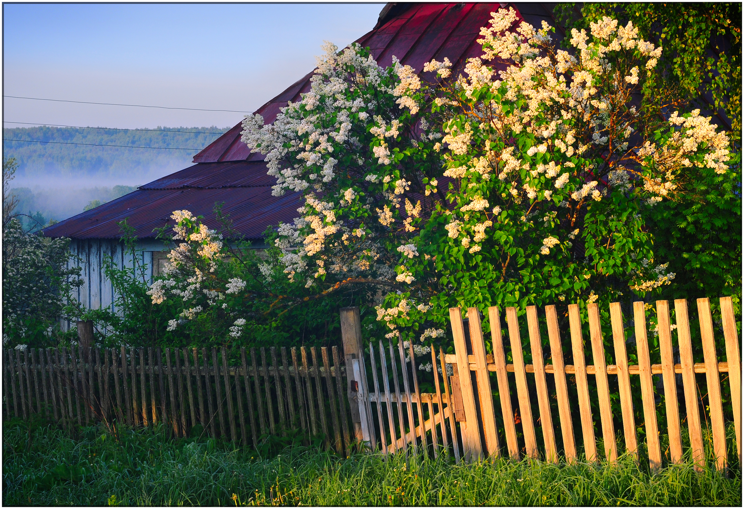 Фото цветет черемуха в деревне