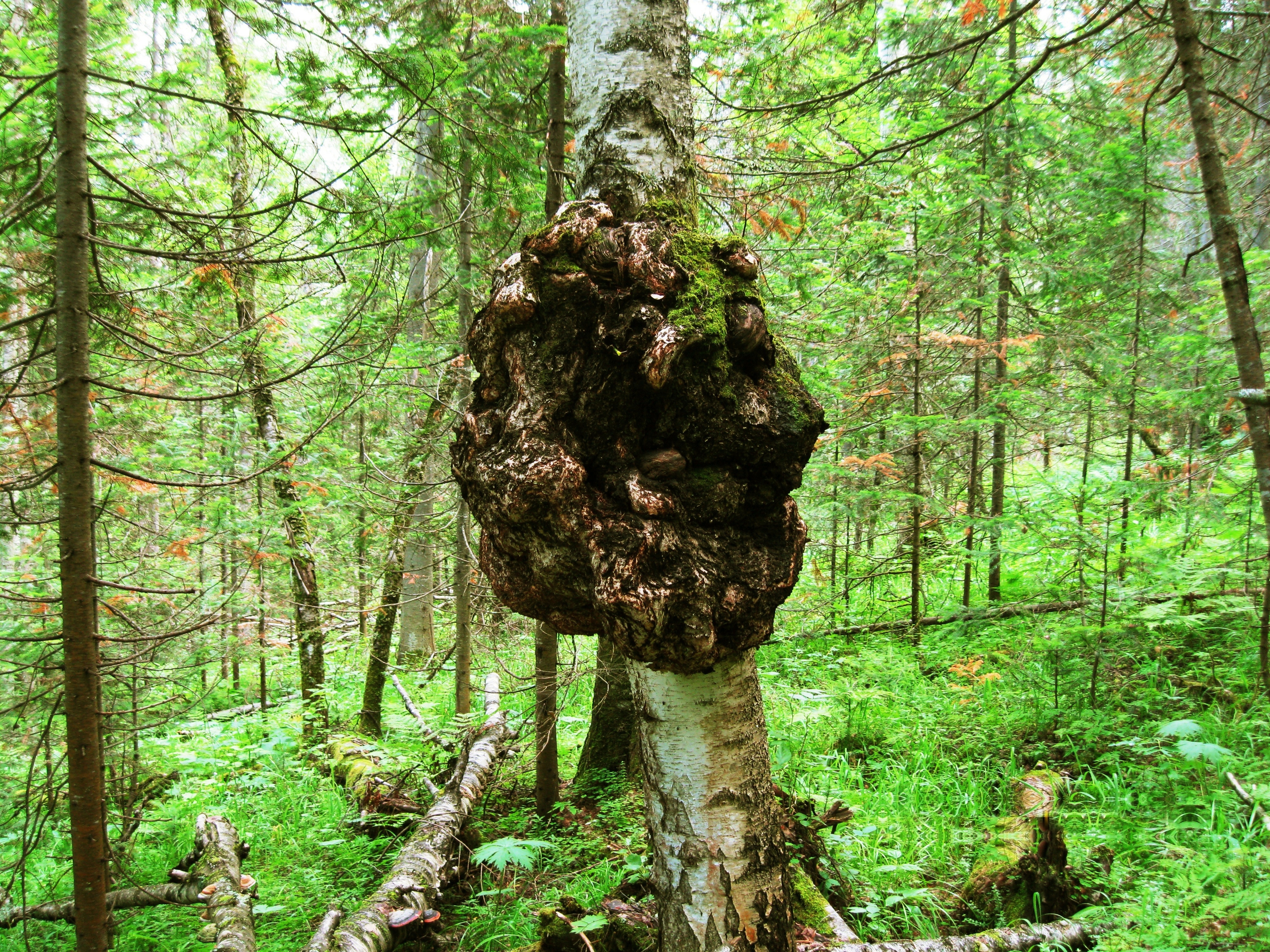 Березовый нарост кап