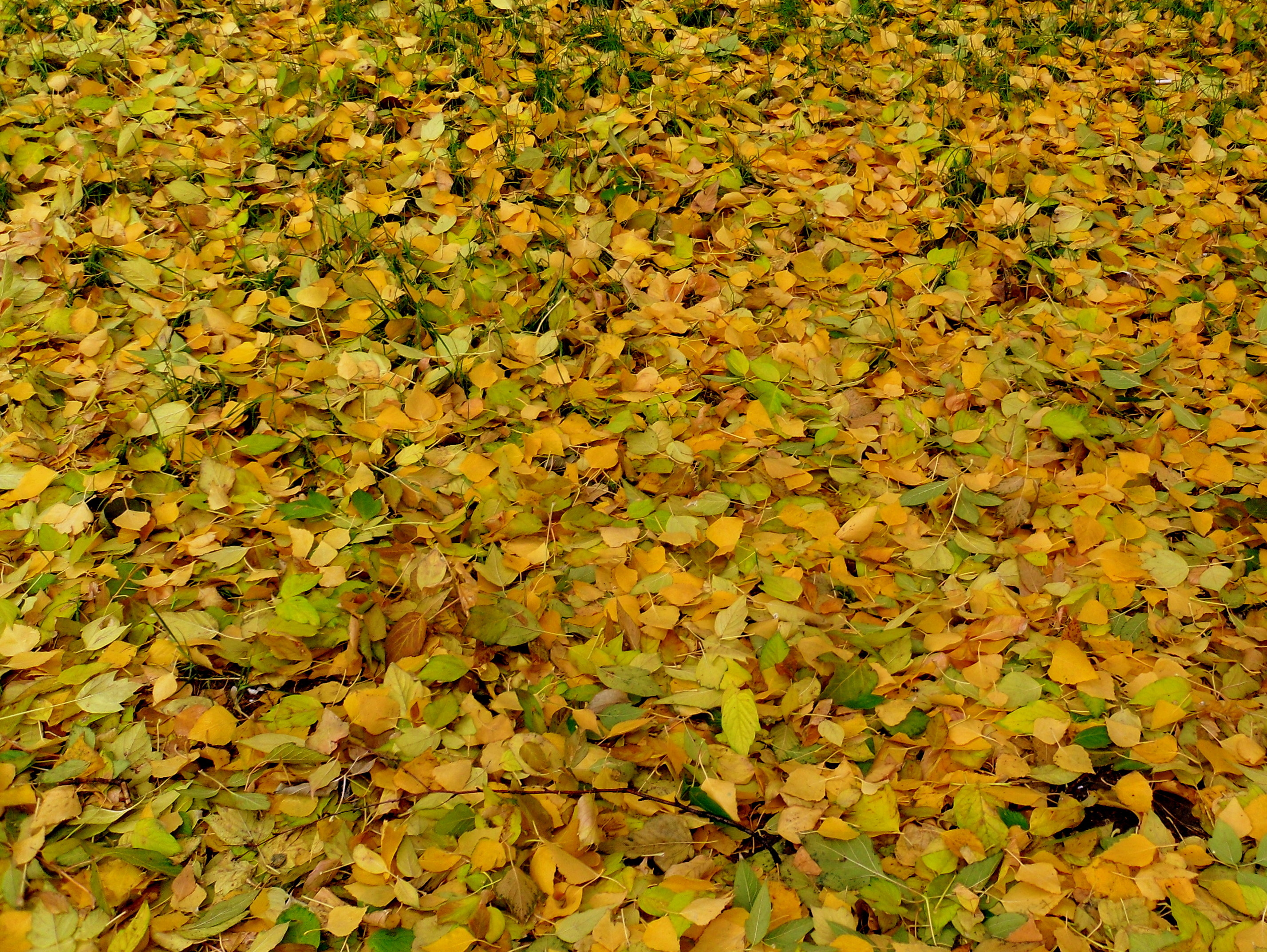 описание фотографии осенние листья гиппенрейтера