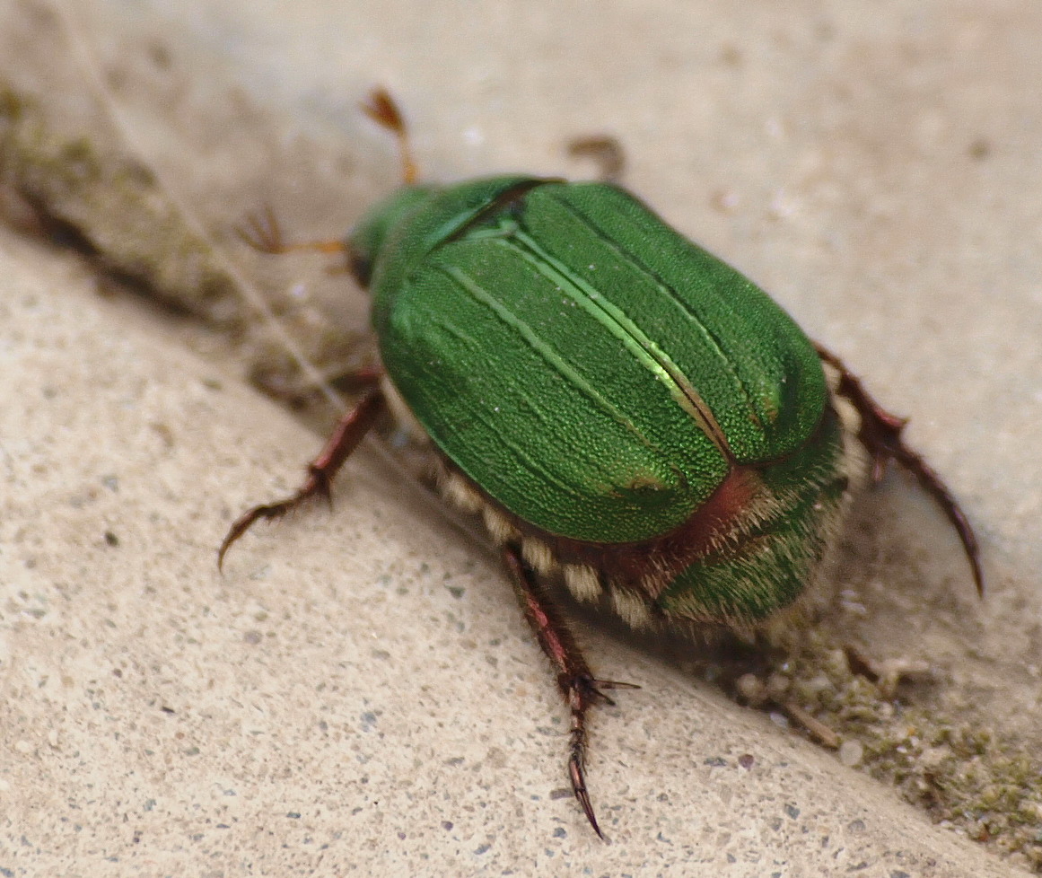 большой зеленый жук фото