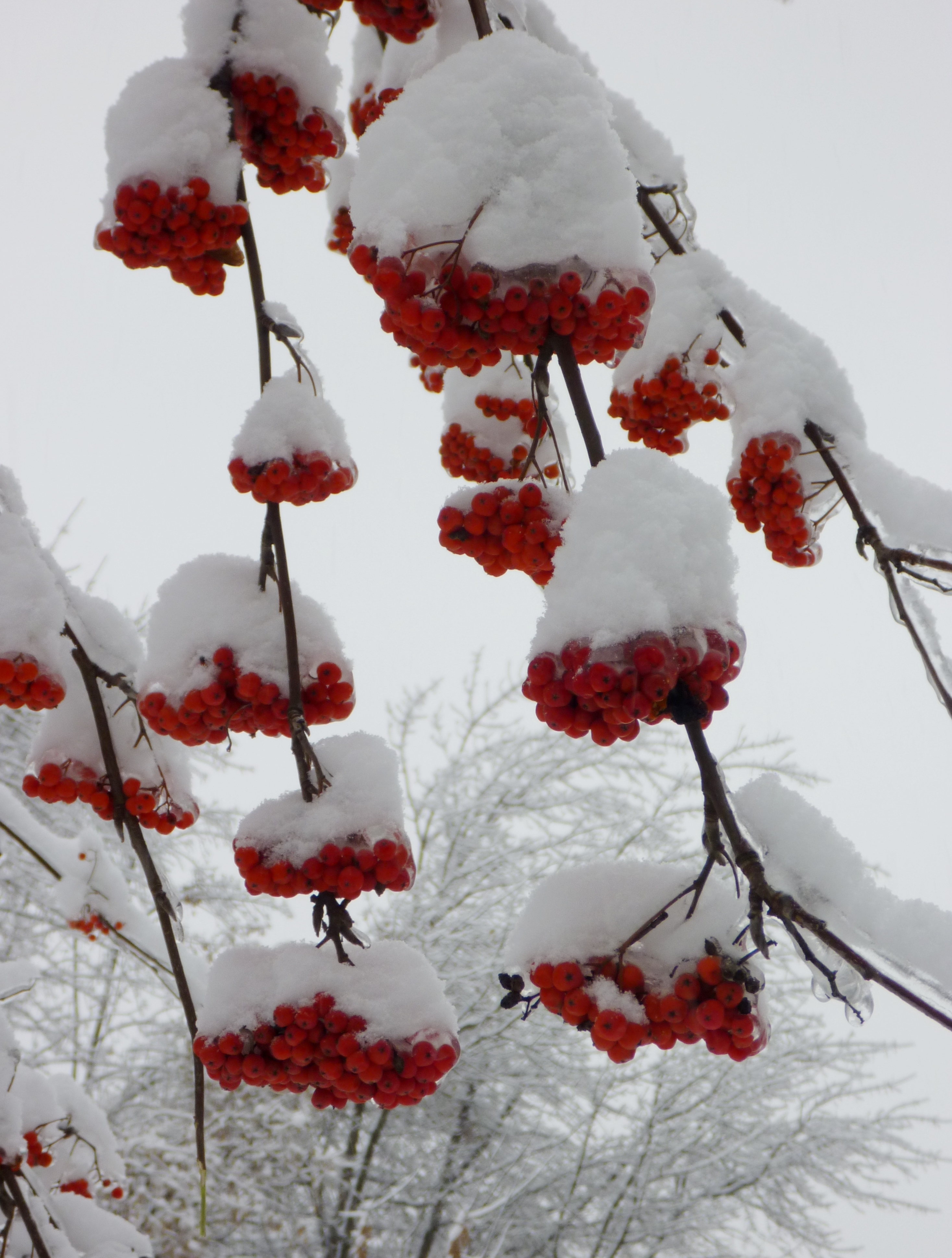 гладиолус рябина на снегу фото