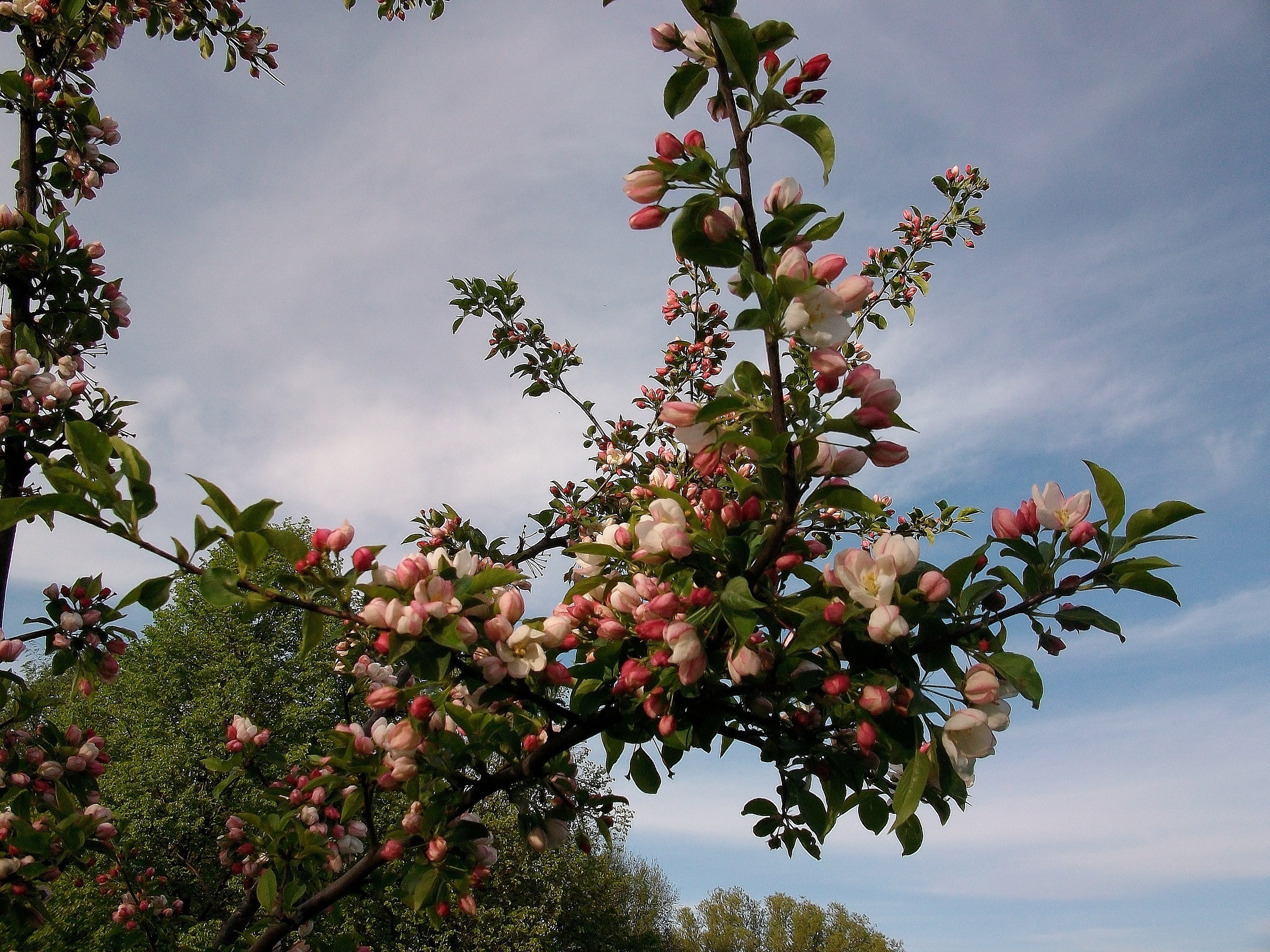 Райские яблочки дерево фото и описание