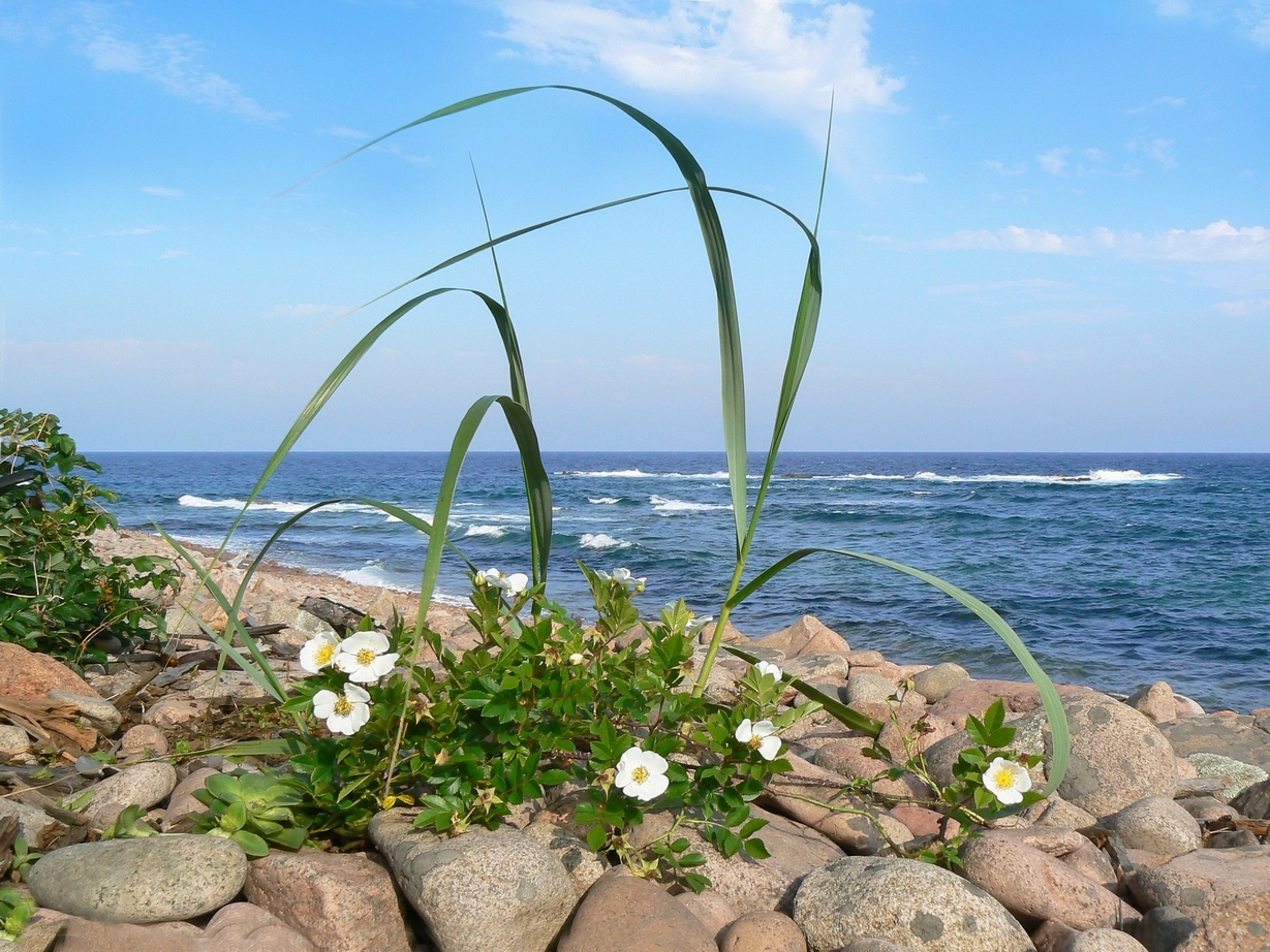 растения на черном море