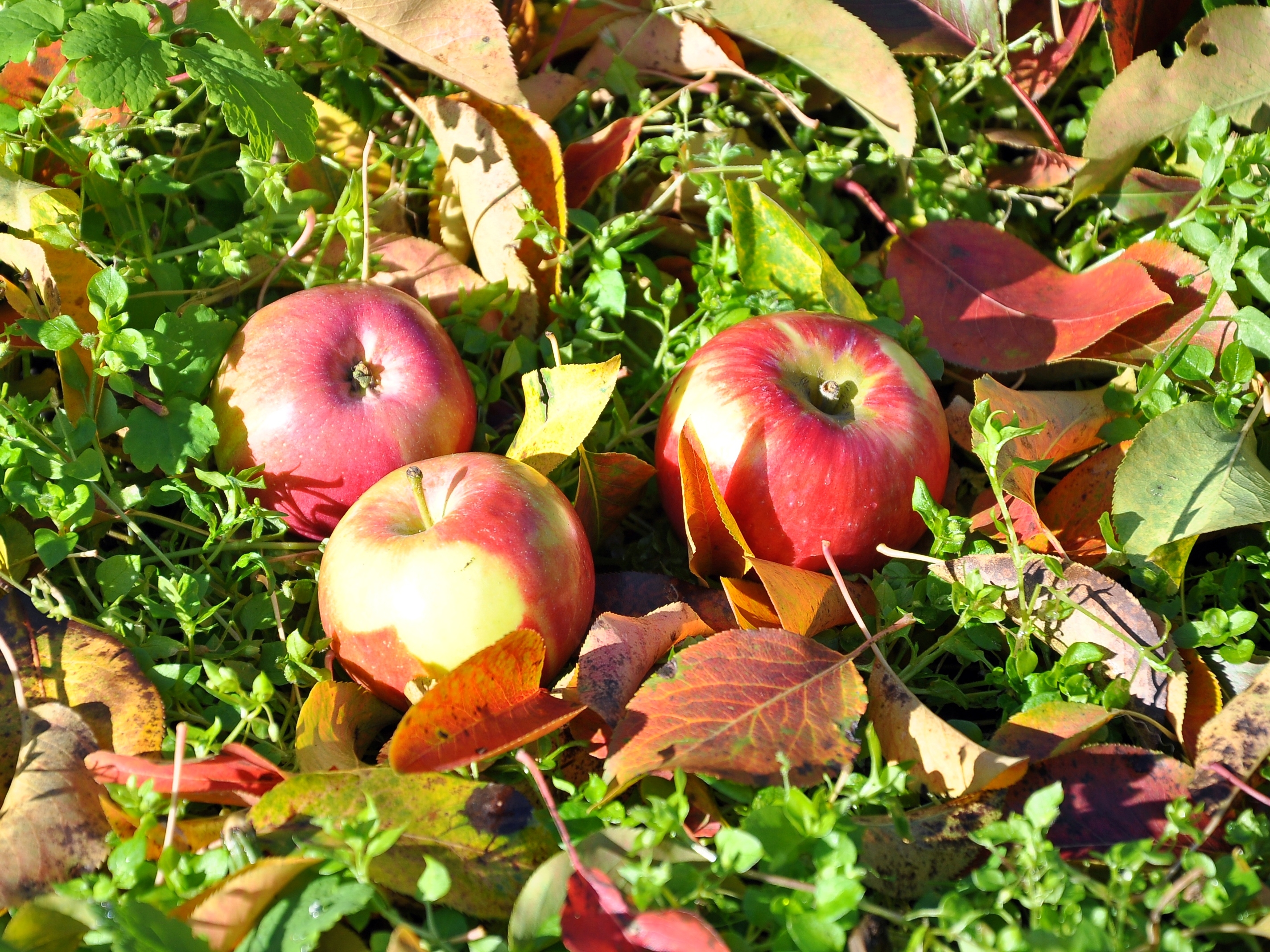 Сорта яблок уэлси фото с описанием