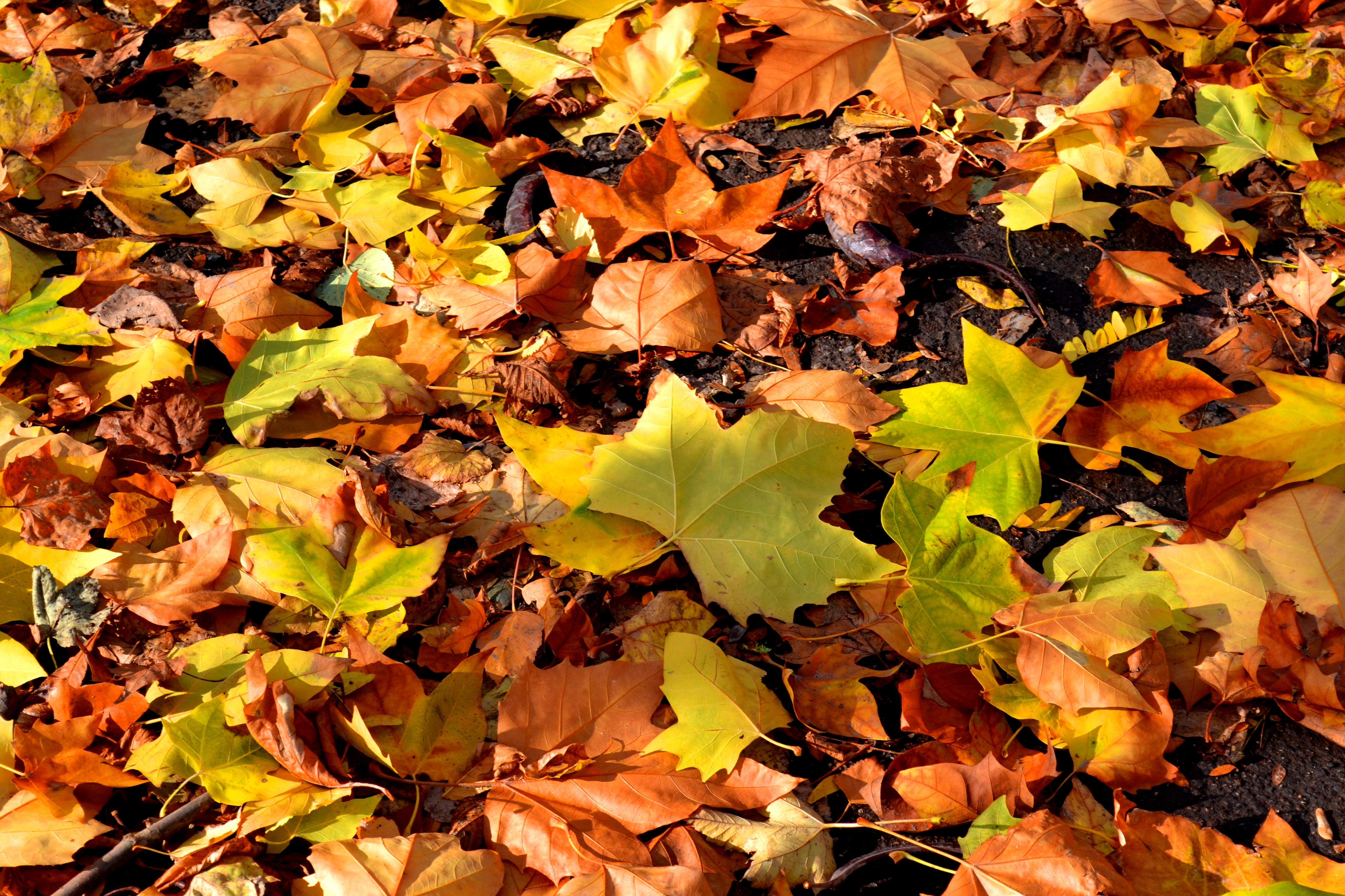 осень листья фото реальные