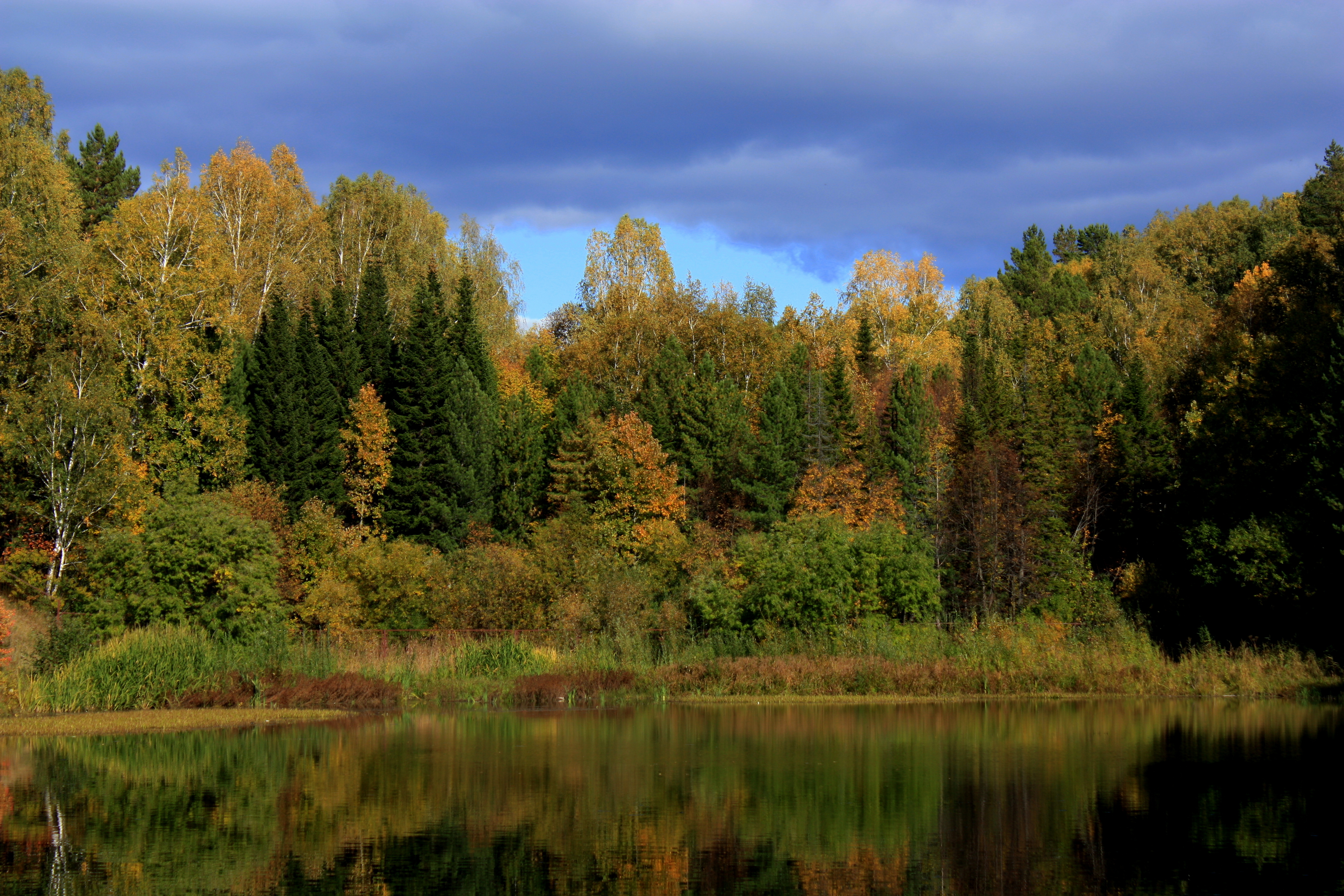 Люблю лес. Фотоконкурс красота Смоленского леса. Мой любимый лес. Фотоконкурс Усольская осень.