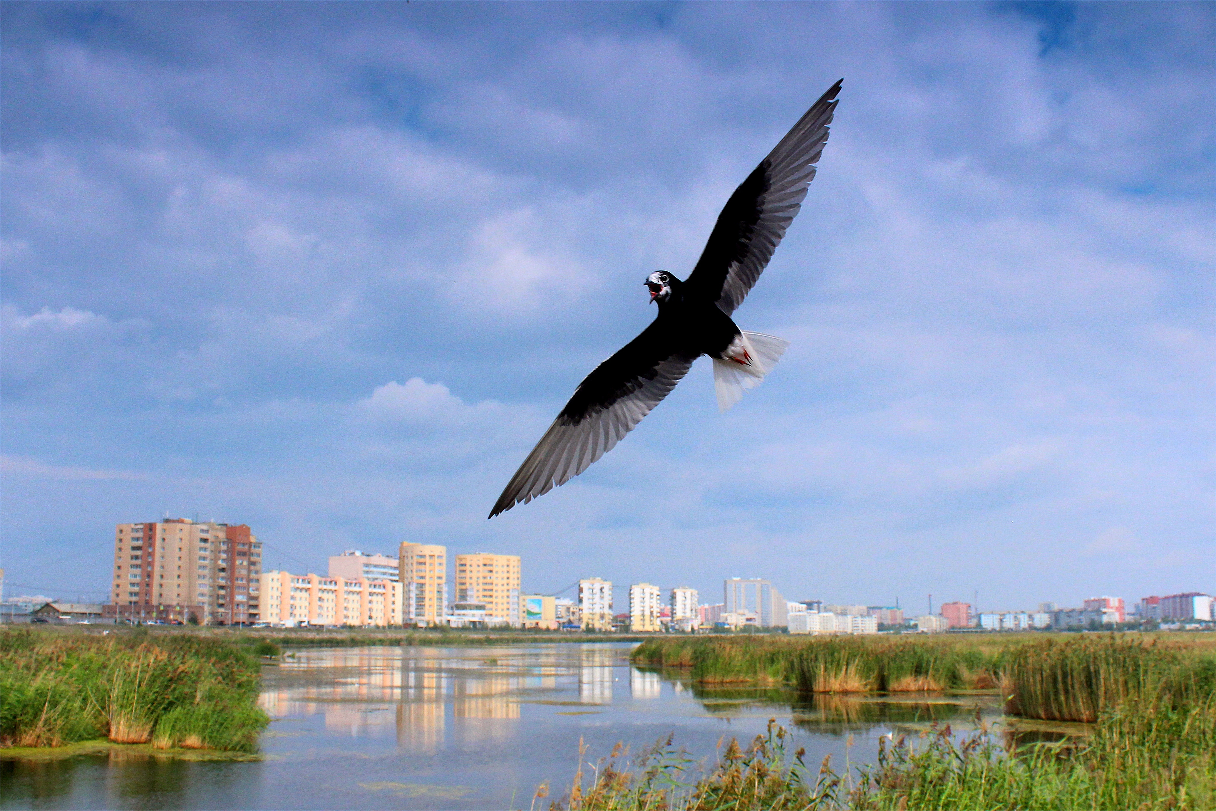 Птицы в нижнем новгороде фото и названия