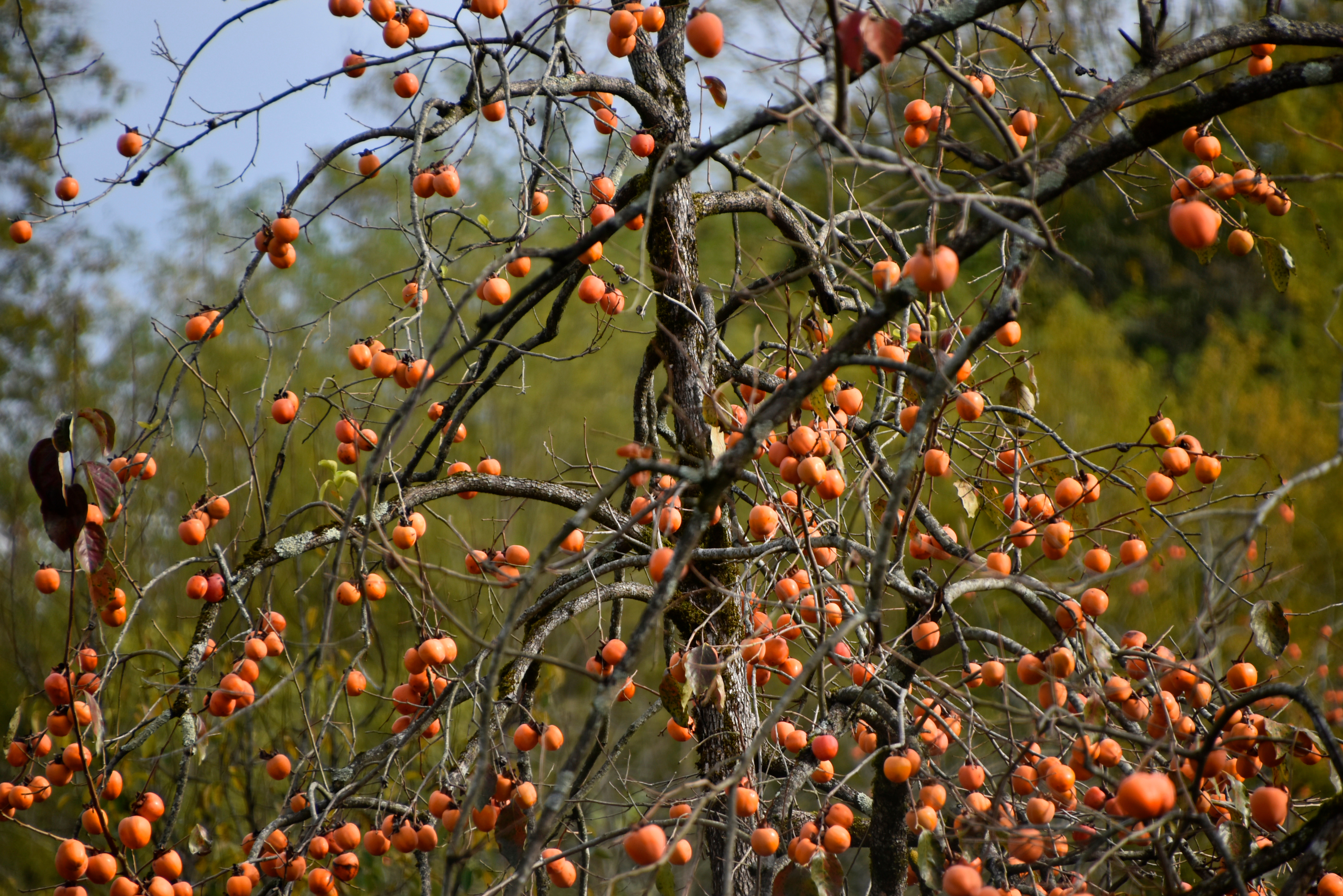 Хурма фото дерева и листьев