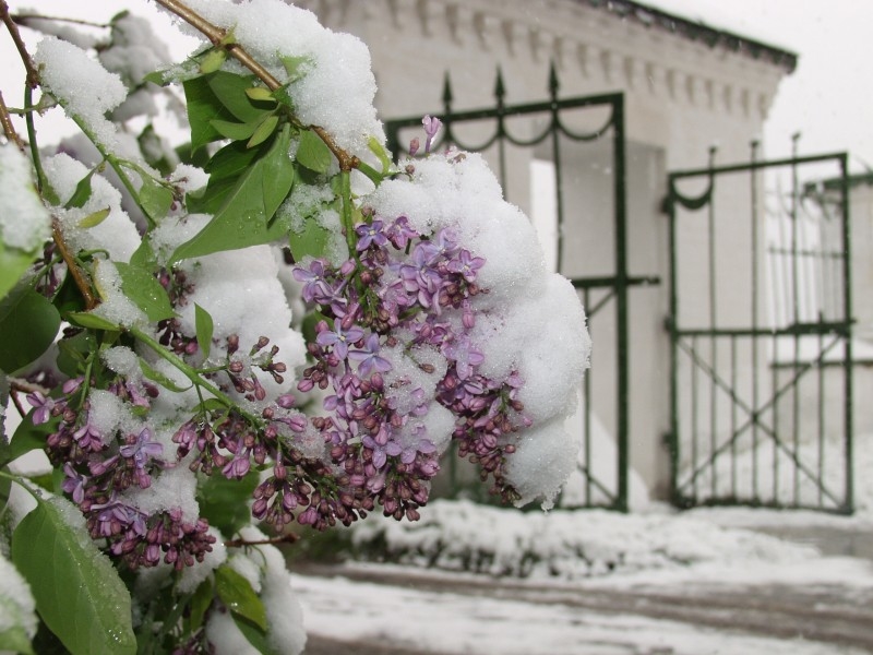 Балет снежок сирень ария