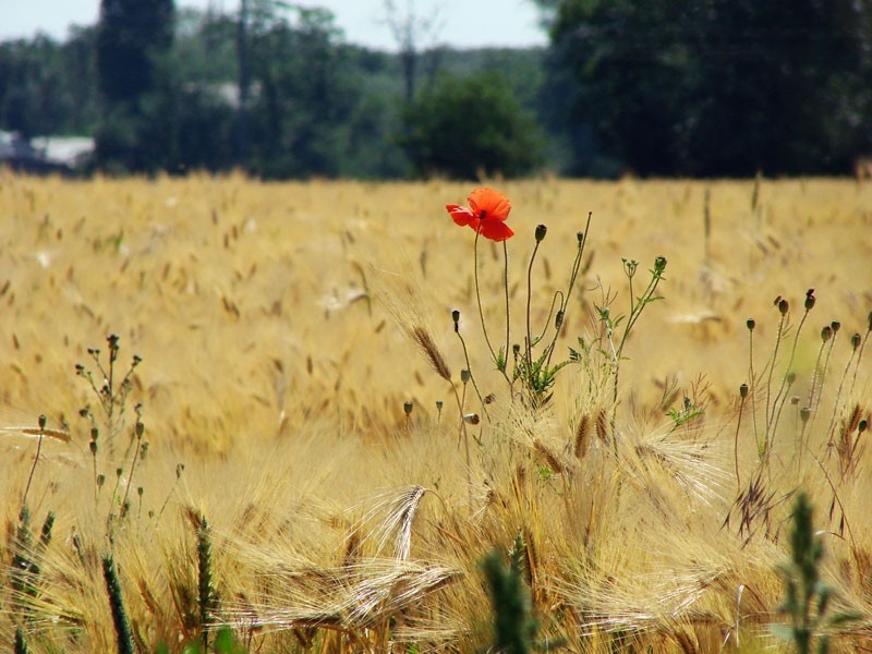 Русское поле фото таганрог