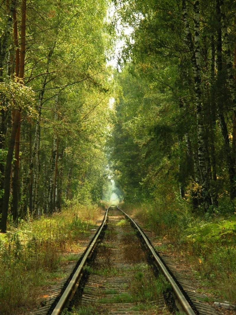 Уходящая железная дорога. Железная дорога в лесу. Дорога в лесу. Лесная дорога. Железная дорога уходящая в даль.