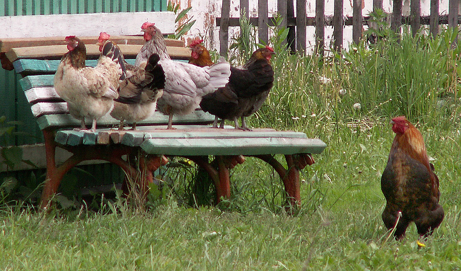 5 chickens. Курицы на лавочке. Собрание куриц. Совещание куриц. Куры на лавке.