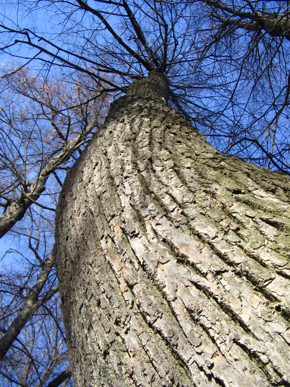 Найти дерево по фото онлайн бесплатно