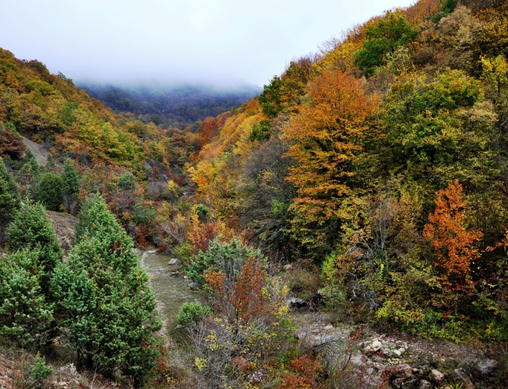 Картинка крымский лес