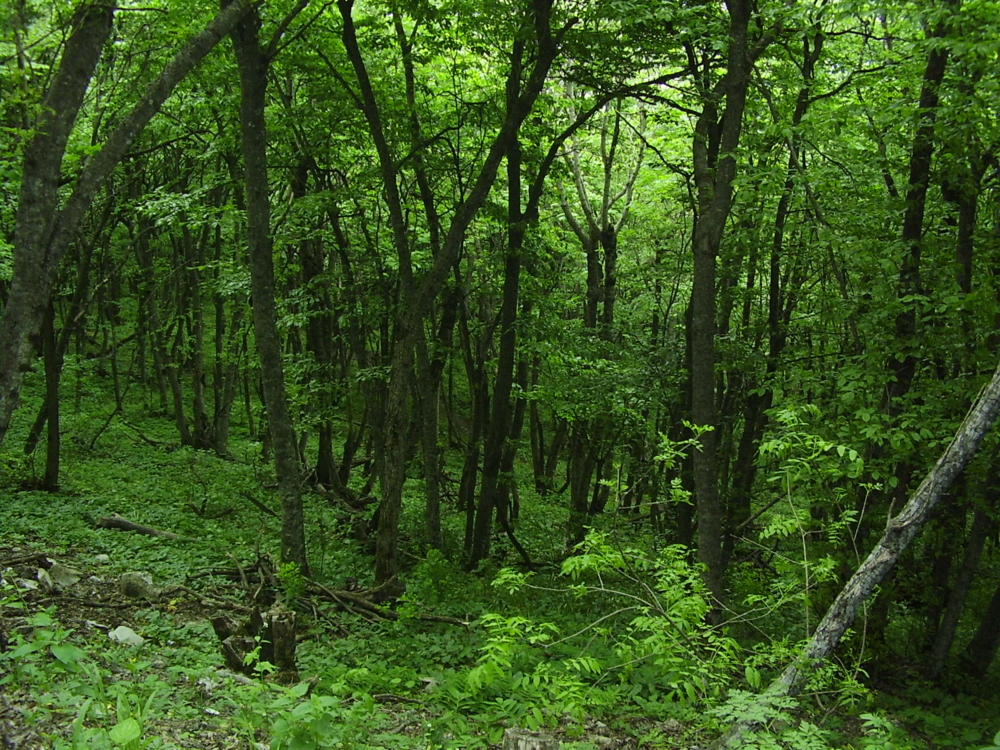 Фото заросшего леса