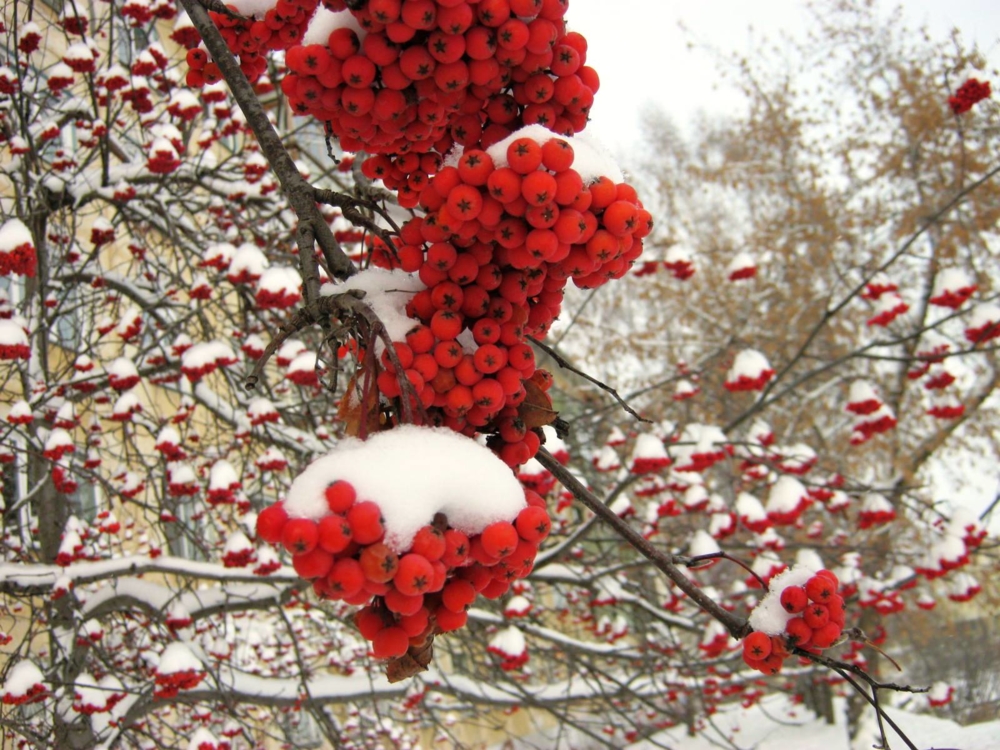 Гладиолус рябина на снегу фото и описание