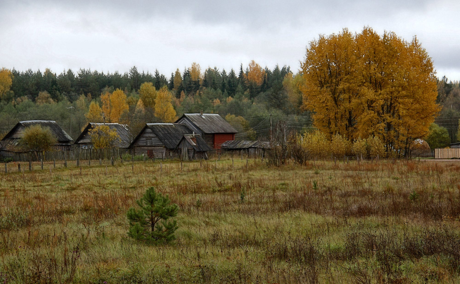 Фото лес деревня