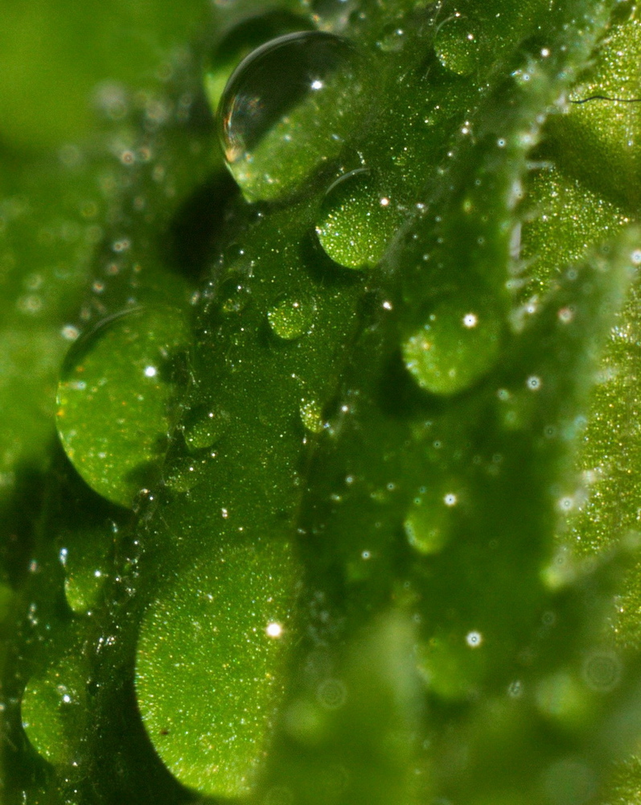 Green фото. Зелёный. Зеленые капли. Капелька зеленая. Картинки на рабочий стол зеленые.