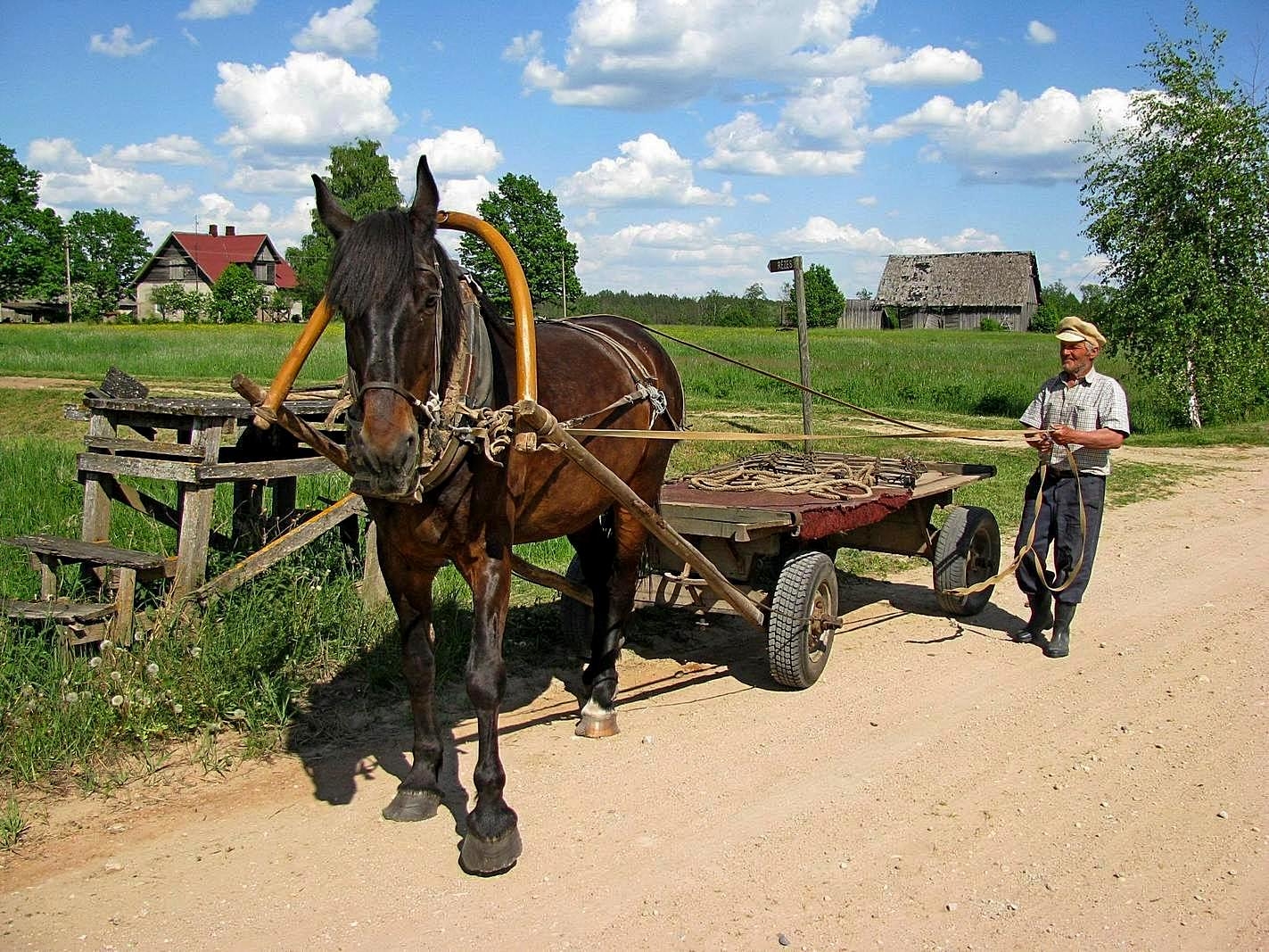 Лошадь в телеге фото